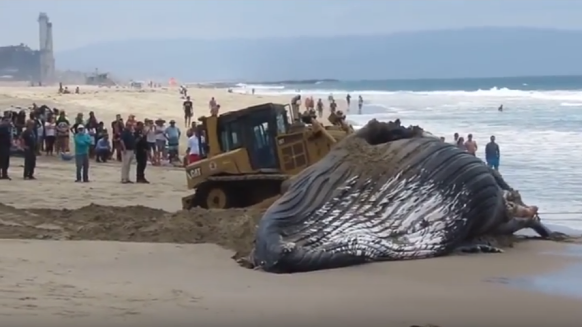 Βίντεο: Η μεγαλύτερη φάλαινα στον κόσμο ξεβράστηκε σε ακτή της Νότιας Αφρικής